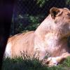 leone02