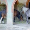 pony