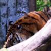 tigre01